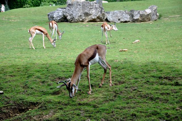 min 2013 07 06 beauval 086